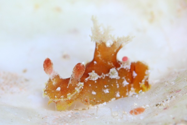 ベッコウヒカリウミウシ