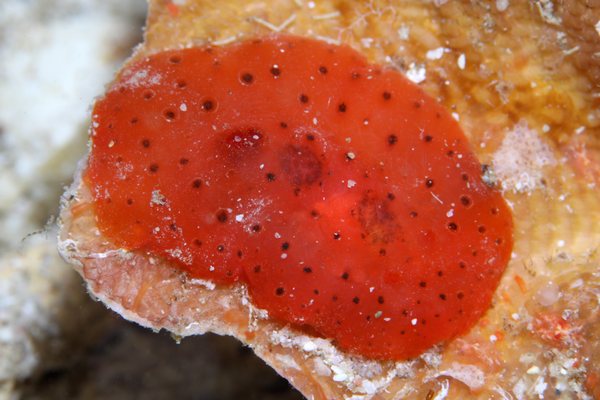 イチゴジャムウミウシ