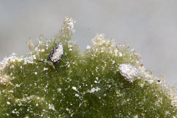 ウサギモウミウシ