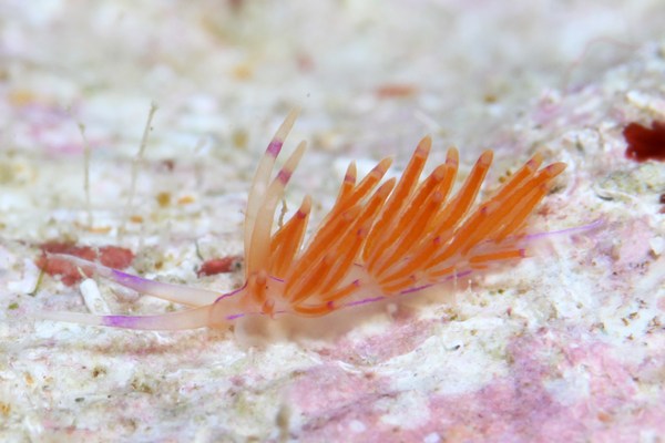 ユニデンティア・アリシャアエ