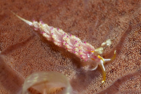 トモエミノウミウシ属の一種