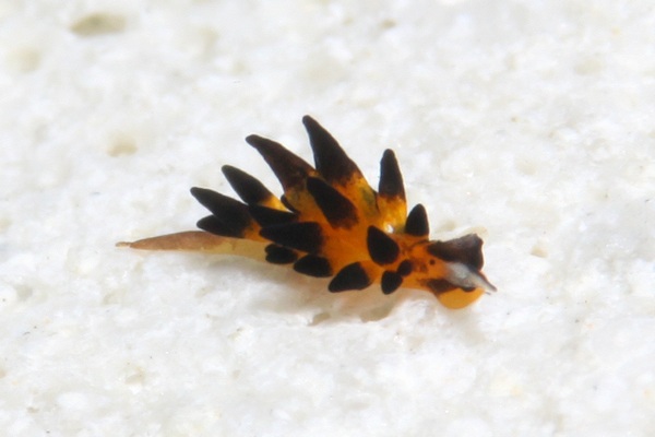 プラキダ・バラクオバマイ