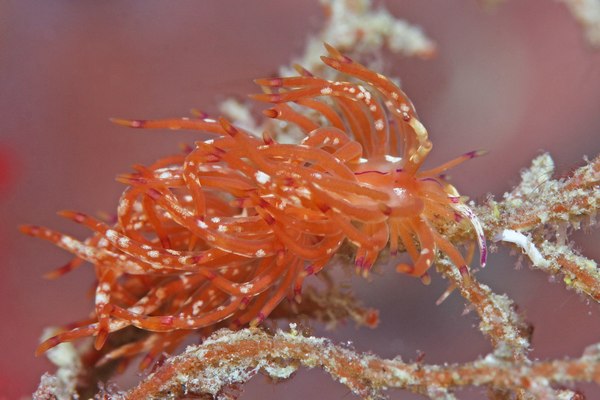 ユニデンティア・キク