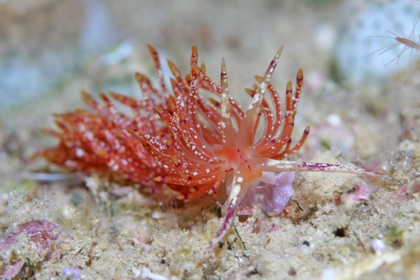 ユニデンティア・キク