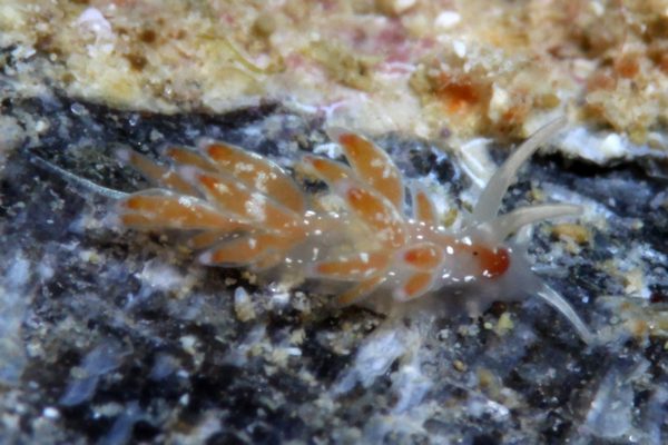 フジエラミノウミウシ属の一種