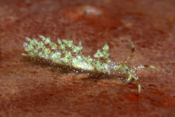 ホシクズミノウミウシ