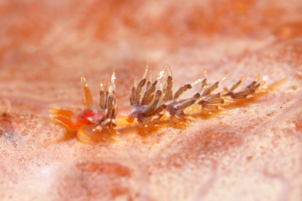 サクラエオリス・マーヘ