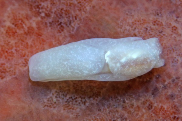 ピットマンキセワタ