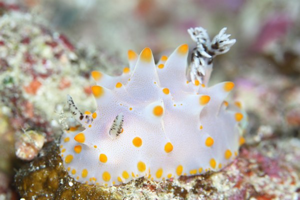 コンペイトウウミウシ