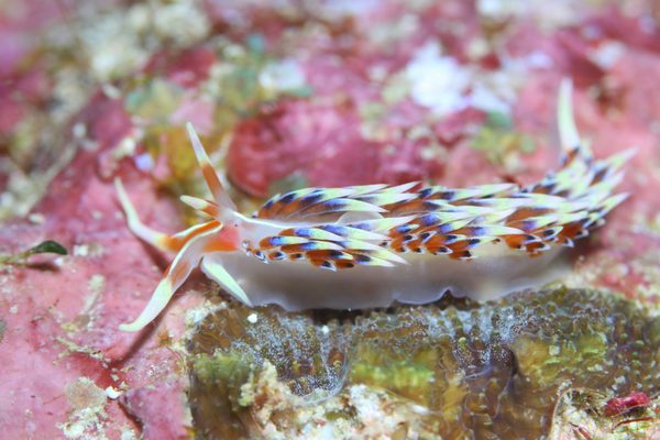 ヒブサミノウミウシ