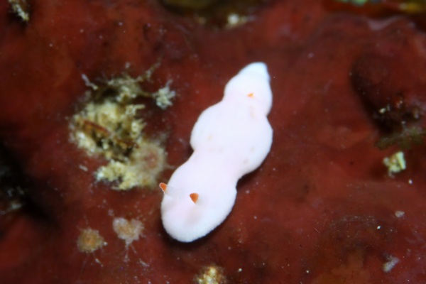 シロウサギウミウシ