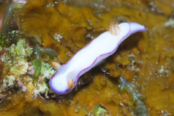 ダニエライロウミウシ