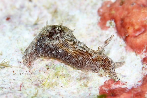 クロスジアメフラシ