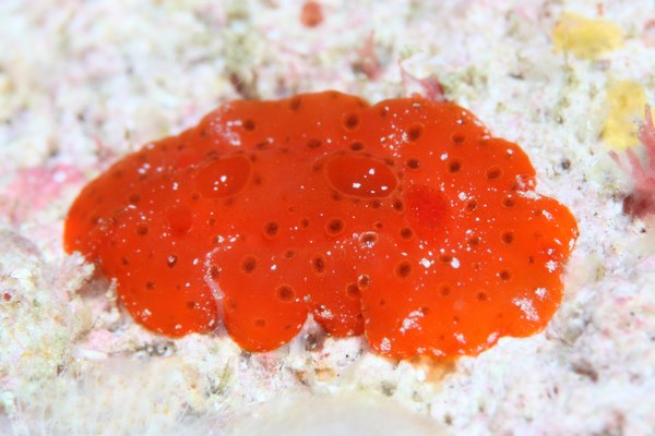 イチゴジャムウミウシ