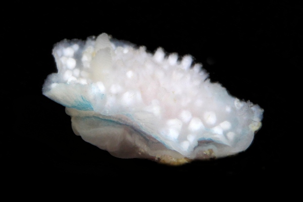 シロシキブイロウミウシ