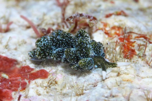 バロニアモウミウシ