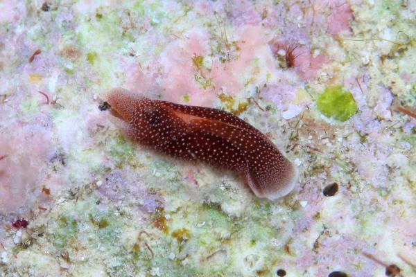 コナユキツバメガイ