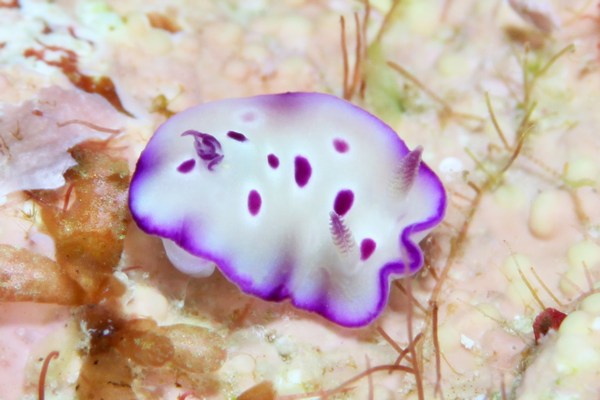 マダライロウミウシ