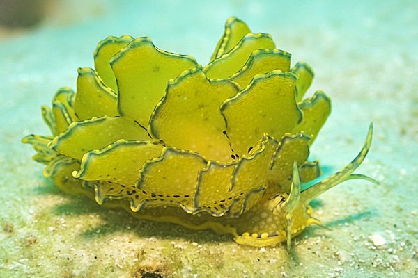 キエルケ・トゥルーブリッジアエ