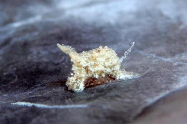 マメツブウミコチョウ