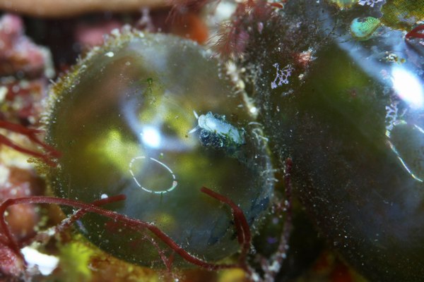 バロニアモウミウシ