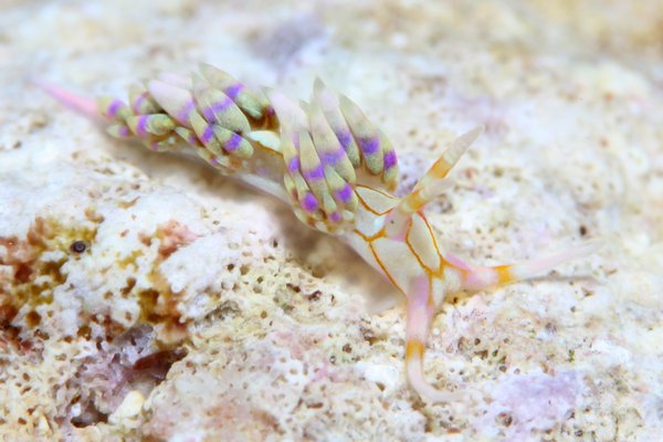 トウリンミノウミウシ