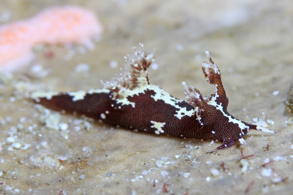 モウサンウミウシ