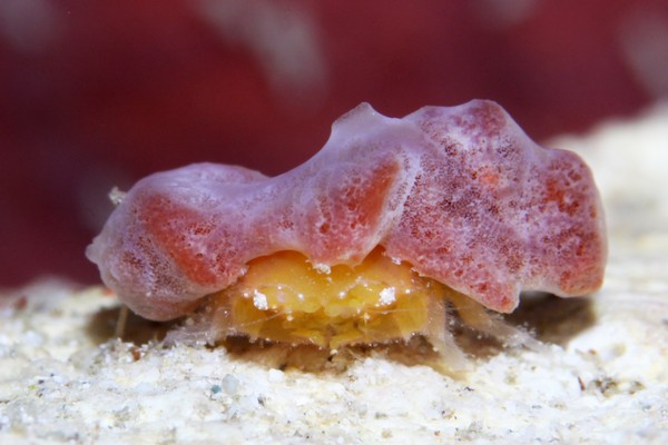 シカクイソカイカムリ