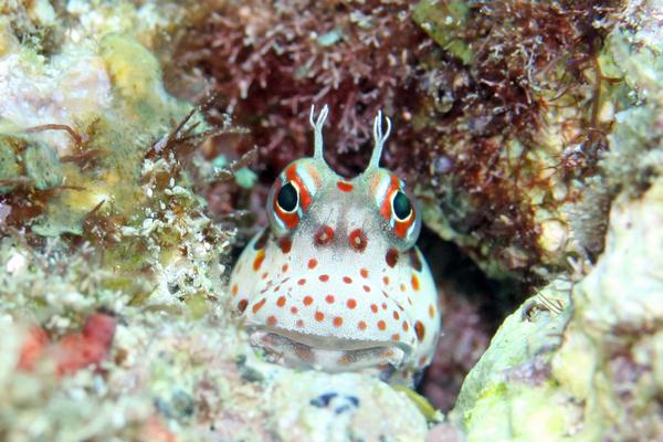 モンツキカエルウオ