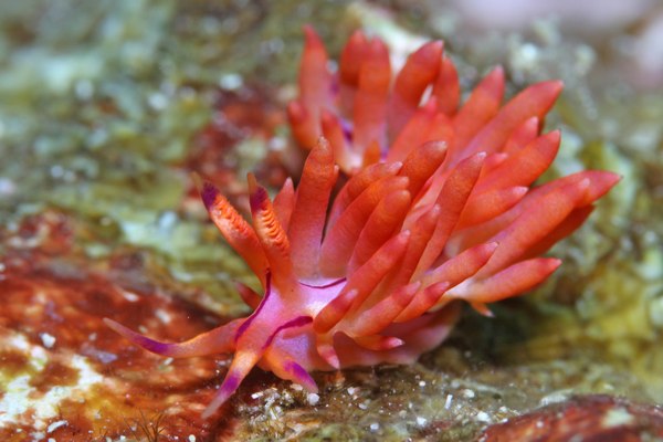 コリュフェリナ・フラマ