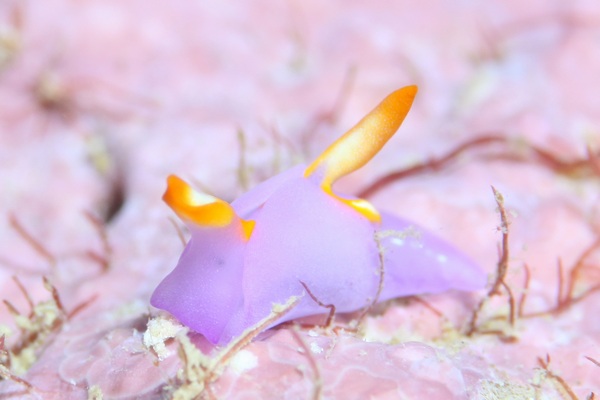 ムラサキウミコチョウ