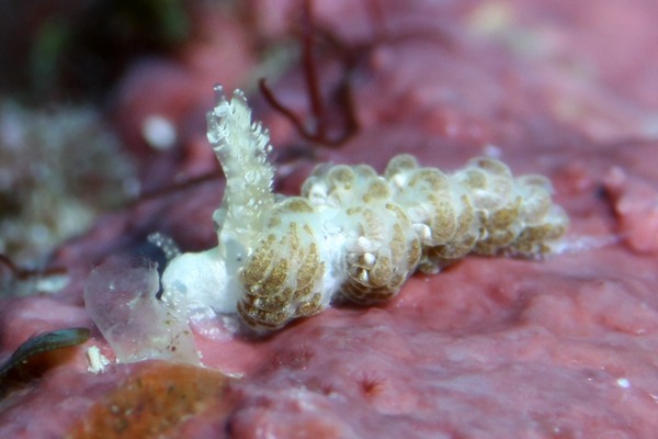 フイリフサツノミノウミウシ