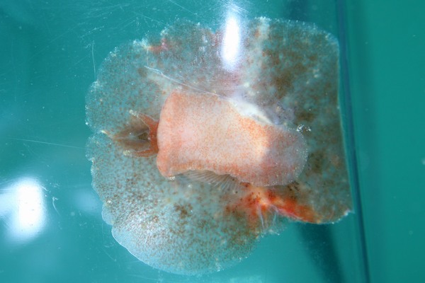 キシュウベツコウタマガイ