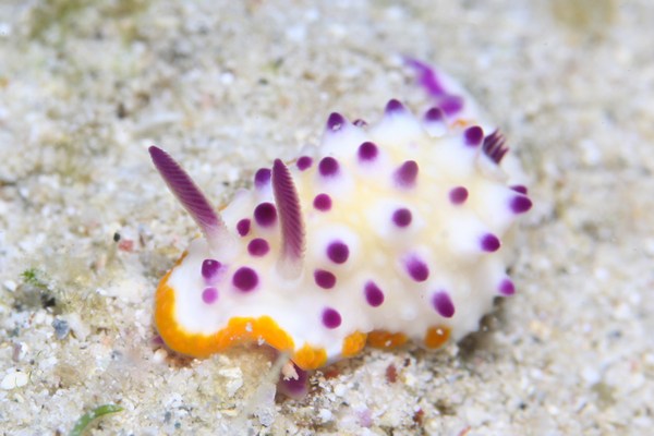 レンゲウミウシ