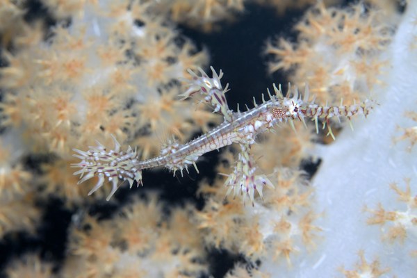 ニシキフウライウオ