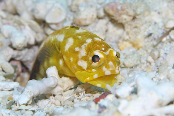 ホシカゲアゴアマダイ