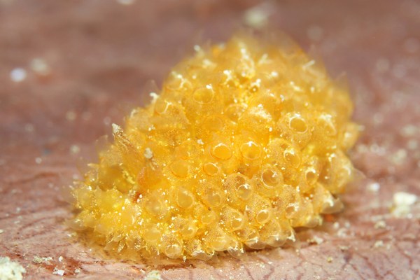 コヤナギウミウシ属の一種