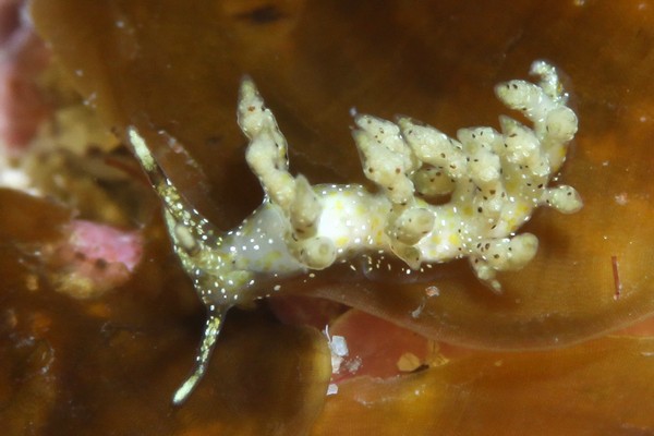 ホシクズミノウミウシ