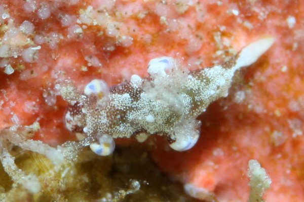 アオモンツガルウミウシ