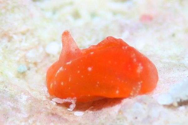 ムラサキウミコチョウ属の一種