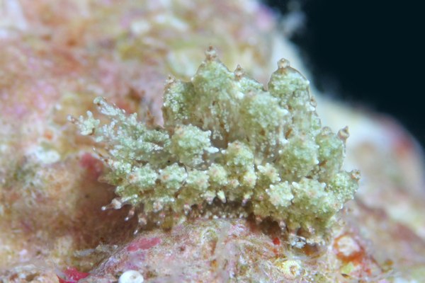 ハナサキコヤナギウミウシ