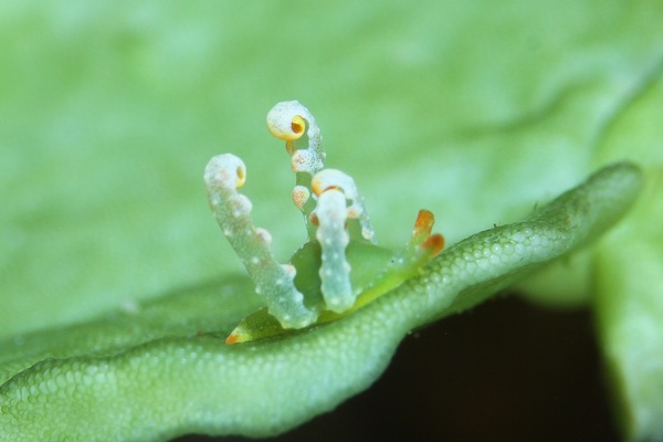 フリソデミドリガイ