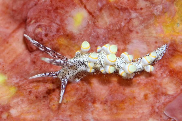 ゴマフミノウミウシ