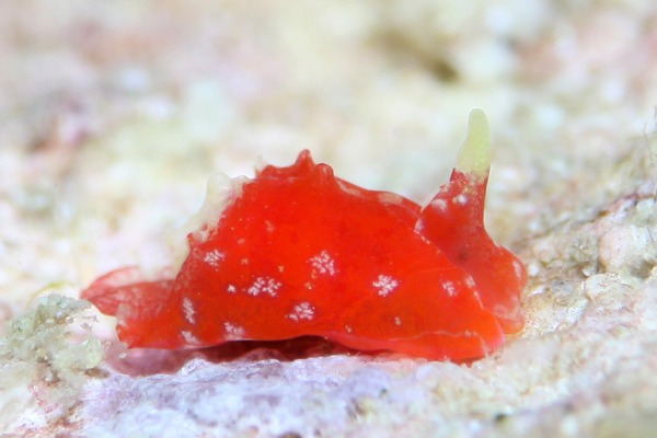 ムラサキウミコチョウ属の一種