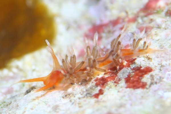 サクラエオリス・マーヘ