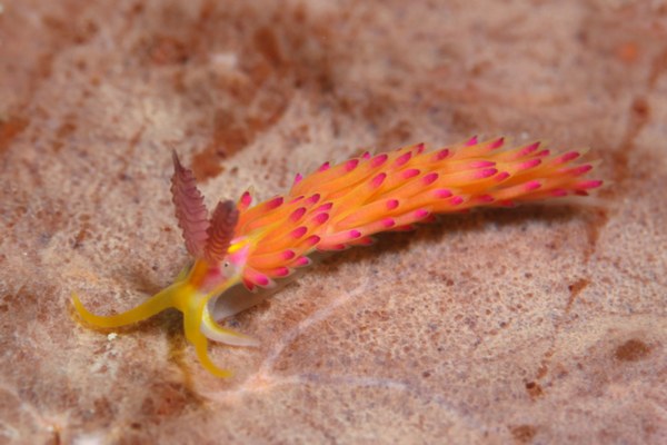 パスタチゴミノウミウシ