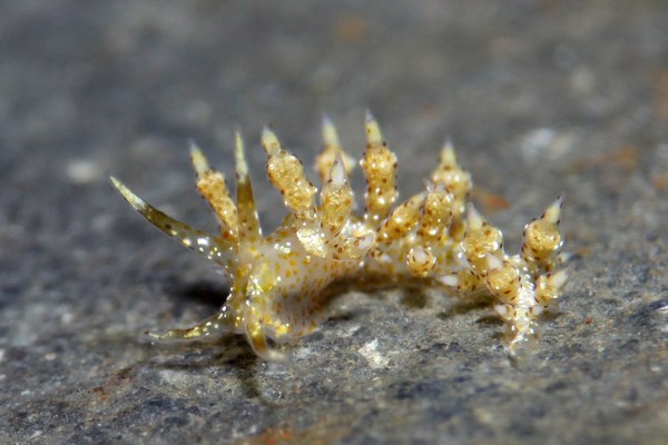 ホシクズミノウミウシ