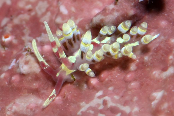 ユビワミノウミウシ属の一種