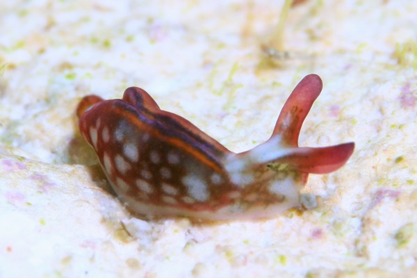 クシモトミドリガイ