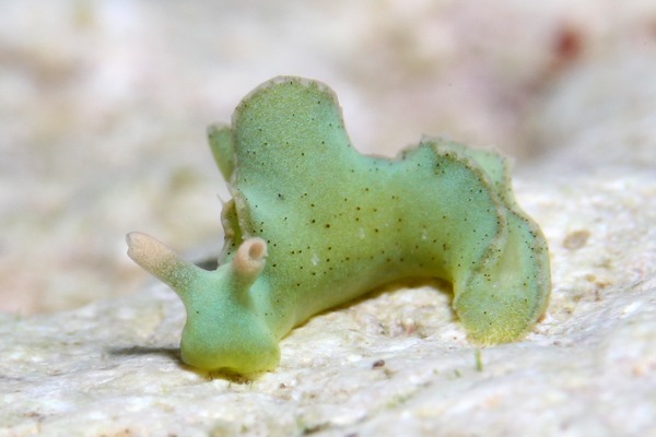 フチドリミドリガイ